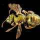 Image for article titled These Exquisite Bee Photographs Reveal Every Delicate Hair, Antenna, and Wing